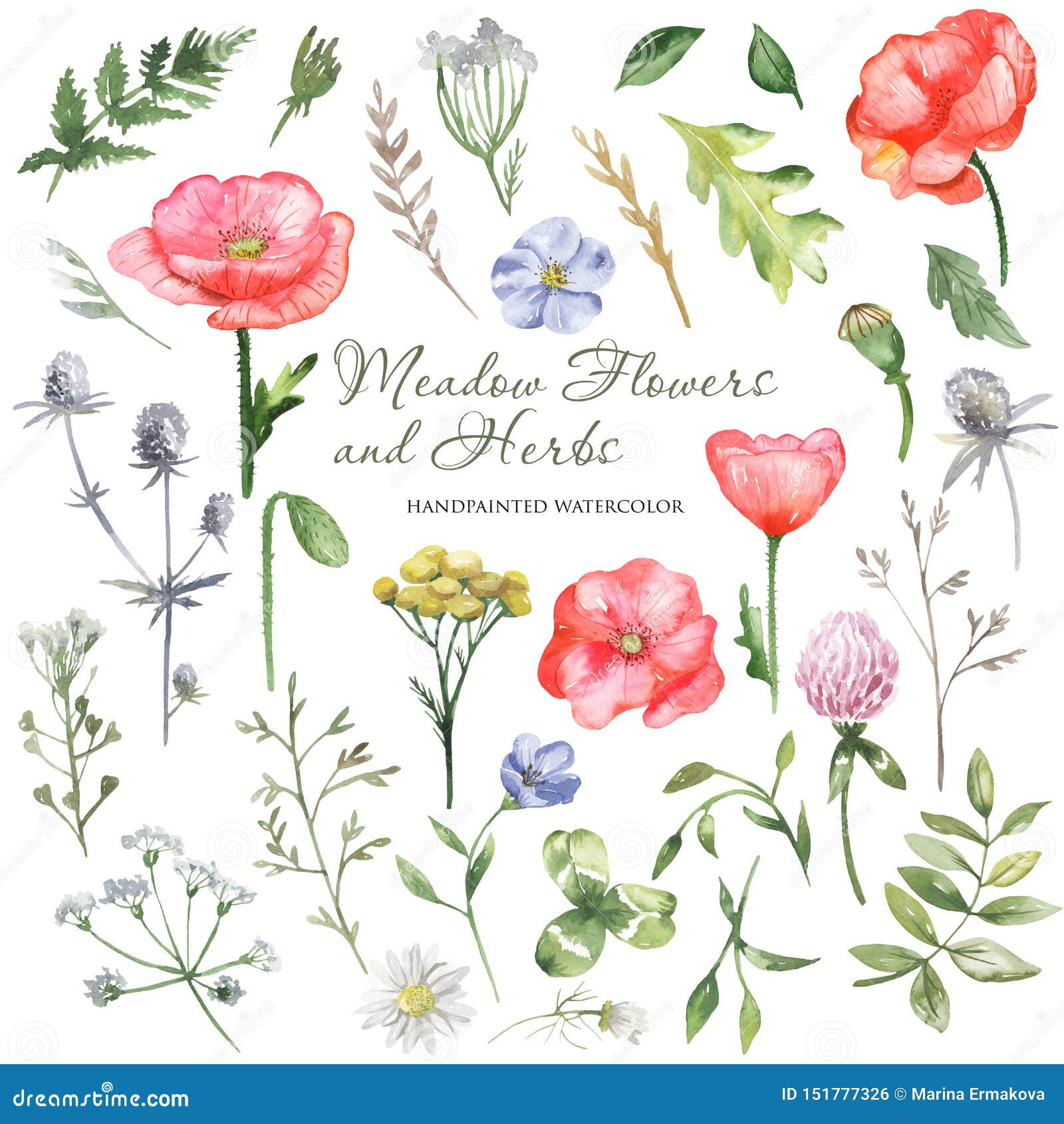 watercolor wildflowers, meadow flowers, herbs, plants. flower botanical set on a white background.