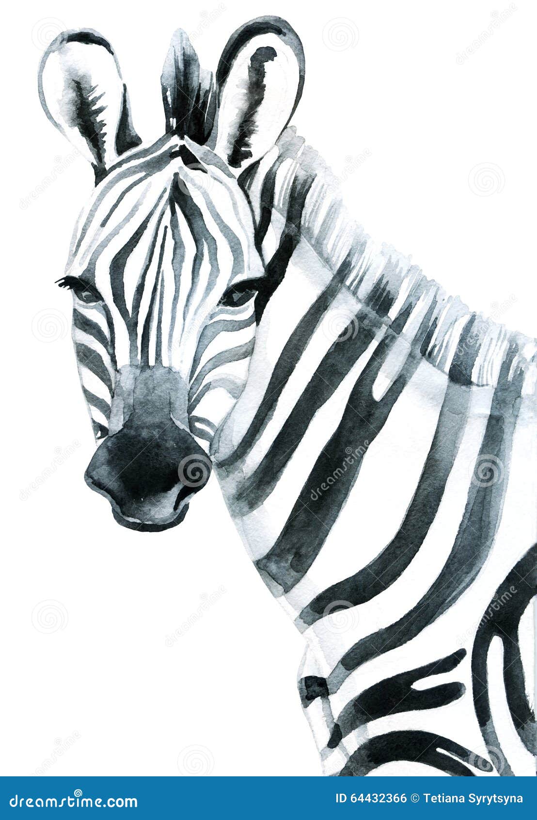 Watercolor Zebra on White Background Stock Illustration Illustration