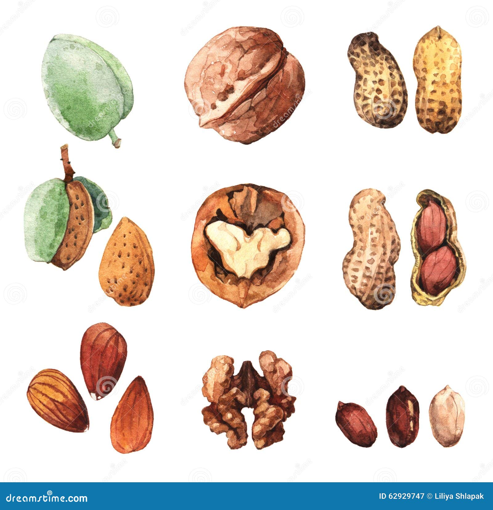 tree nut clip art - photo #48