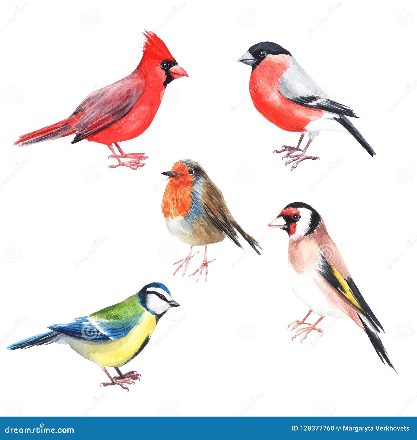 Watercolour Hand Painted Bird Cardinal Bright Illustration