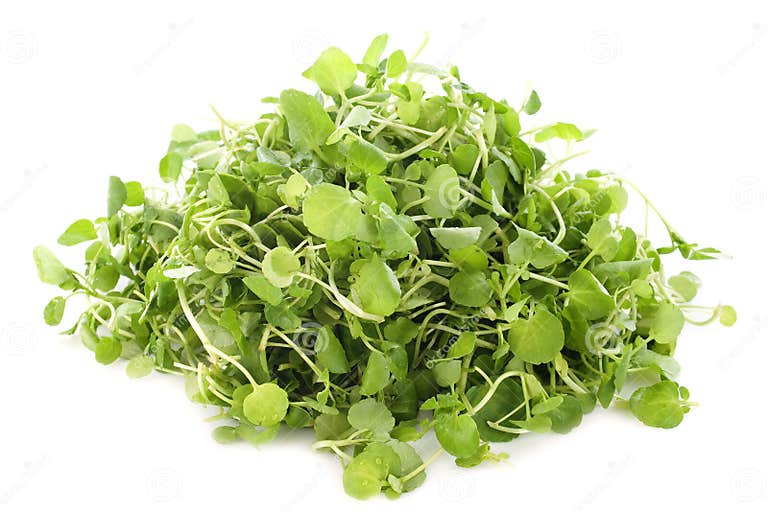 Watercress stock image. Image of officinale, freshness 27868835