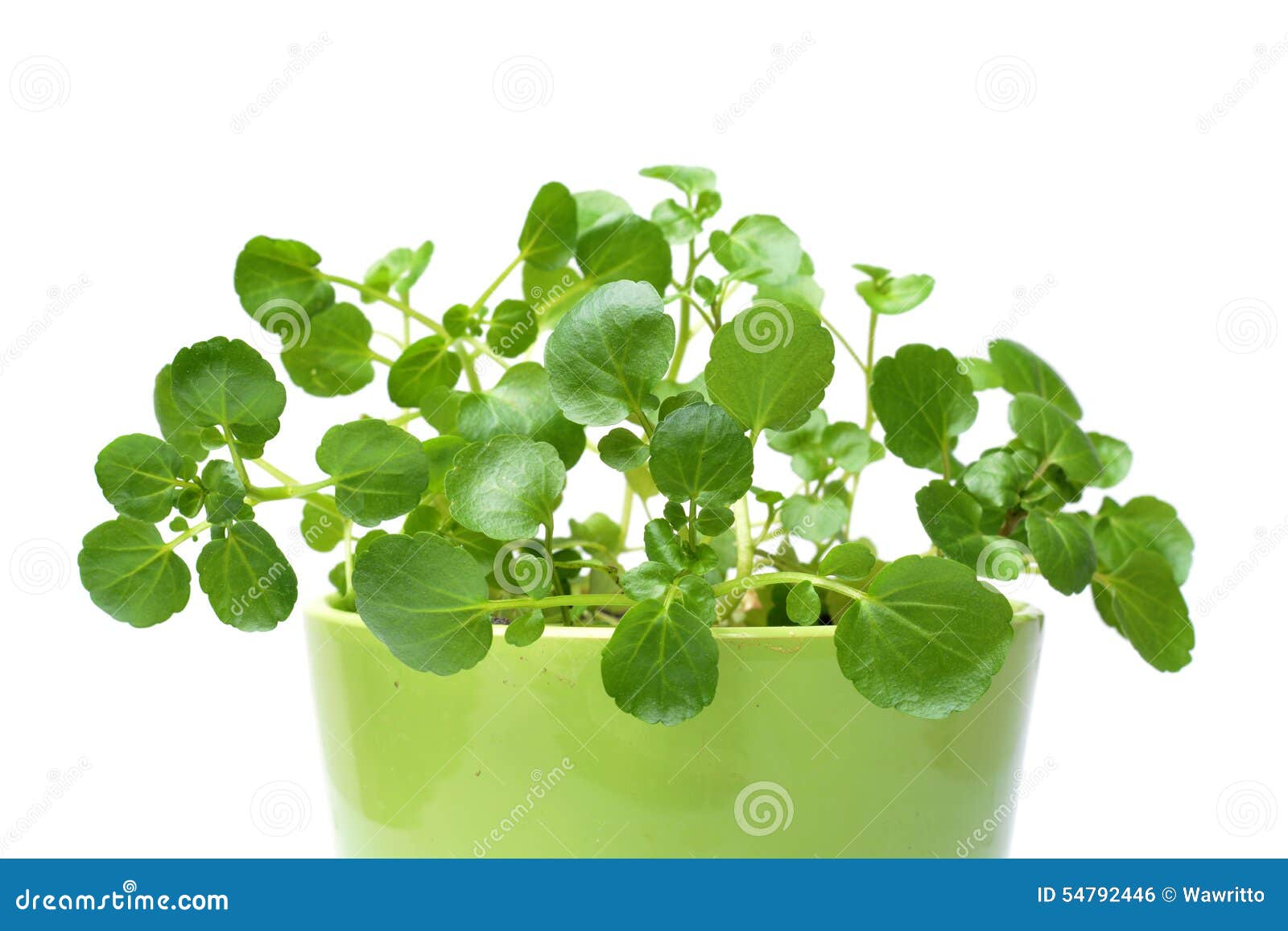 Watercress Isolated on White Stock Photo Image of cress, lettuce