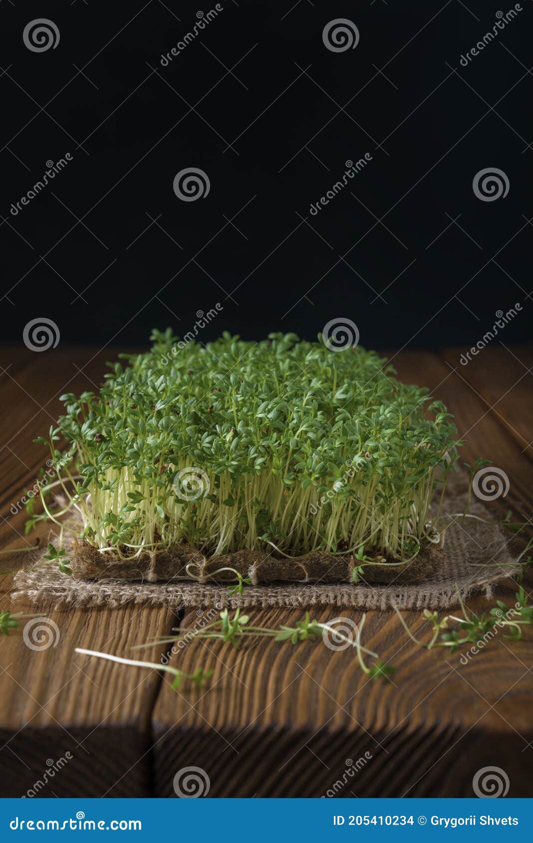 Watercress Microgreens on the Burlap Napkin and Textured Backdrop Stock