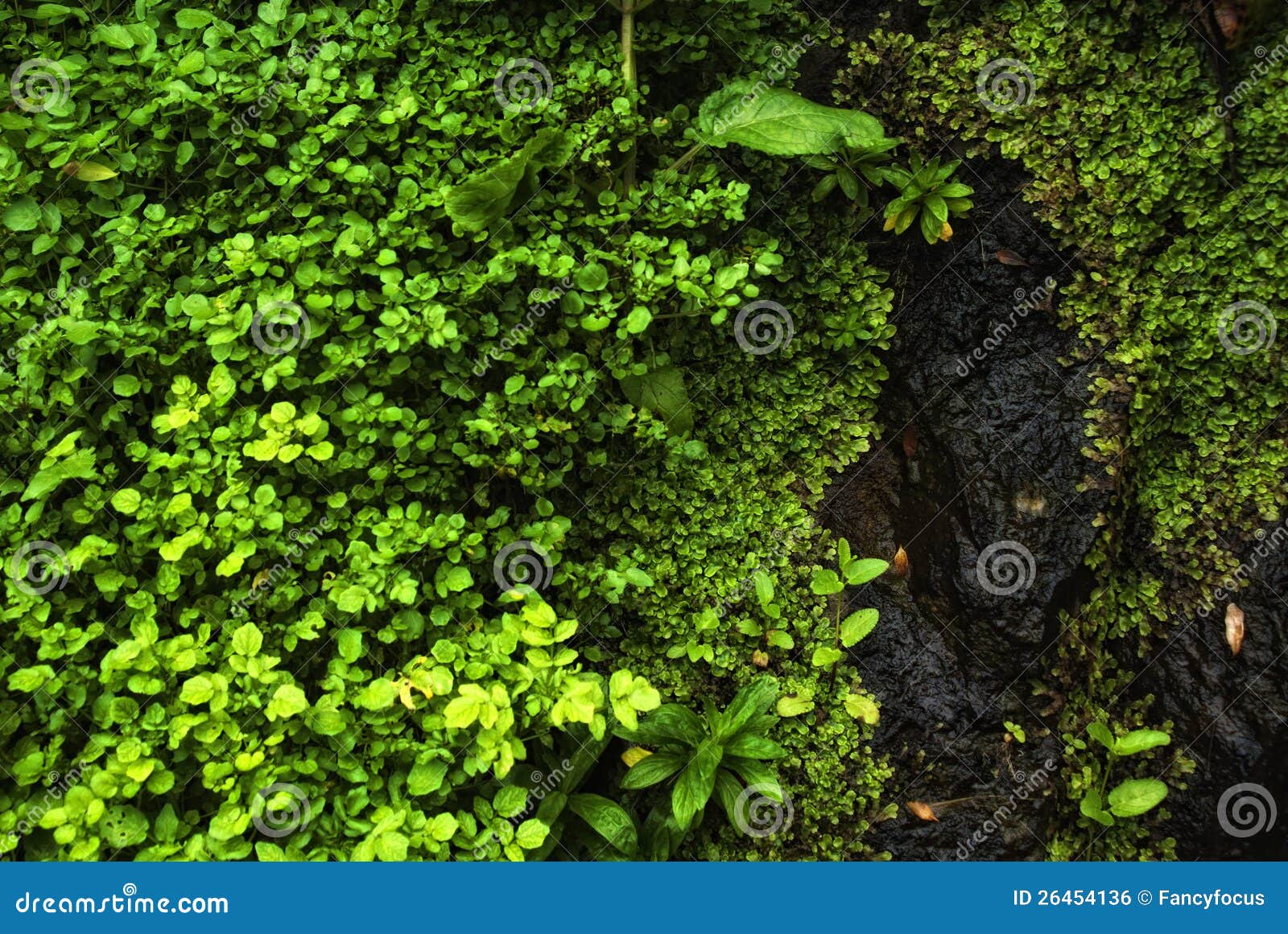 watercress - plants of acores archipelago