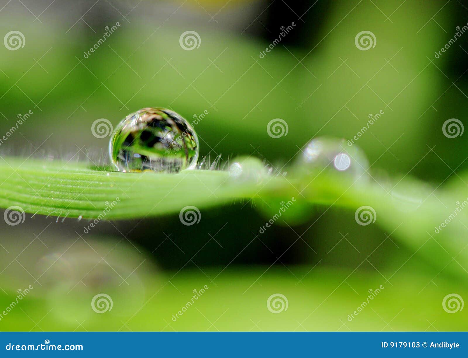 waterdrop on gras in the sunshine