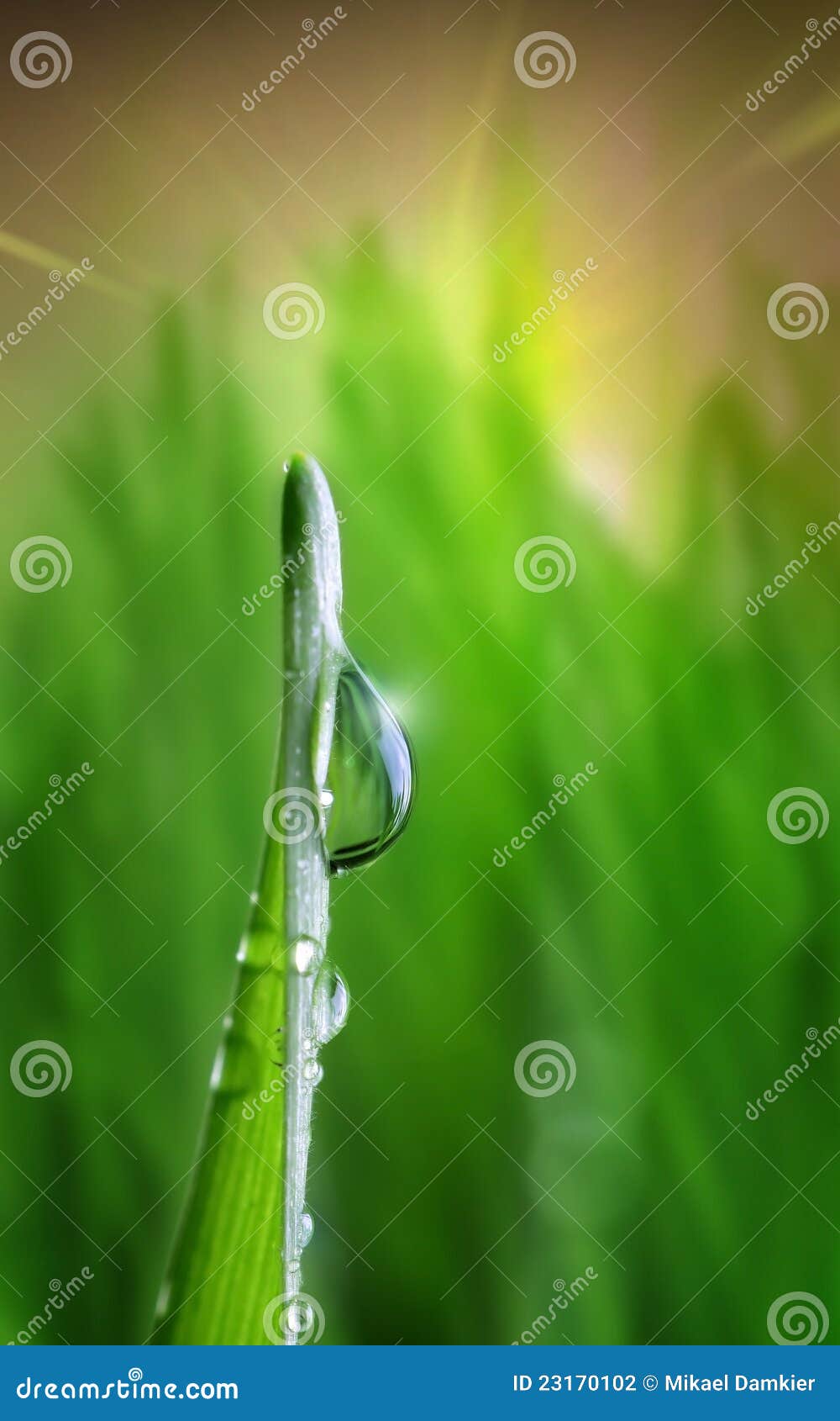 waterdrop on green on a blade of grass