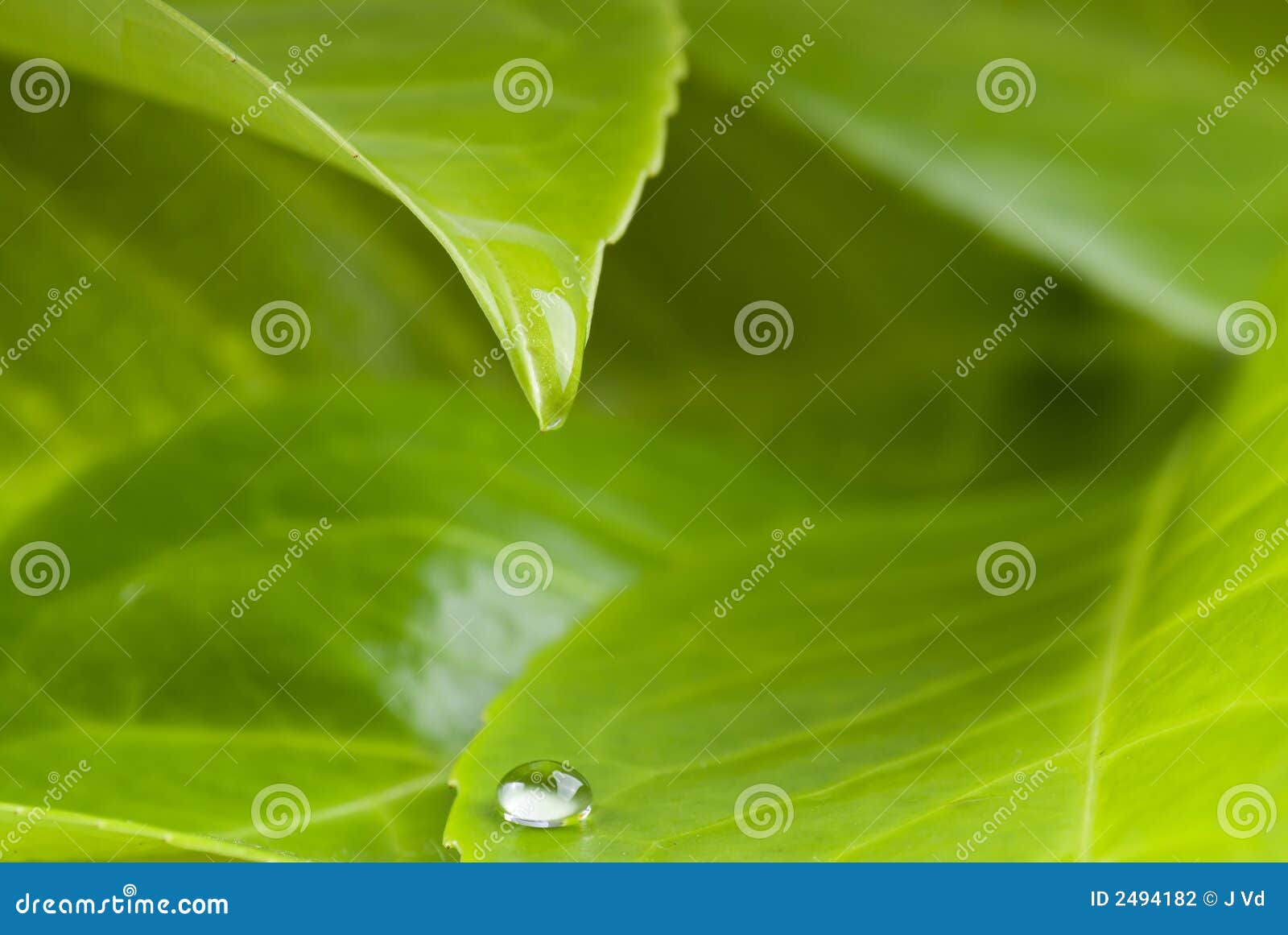 waterdrop from leaf