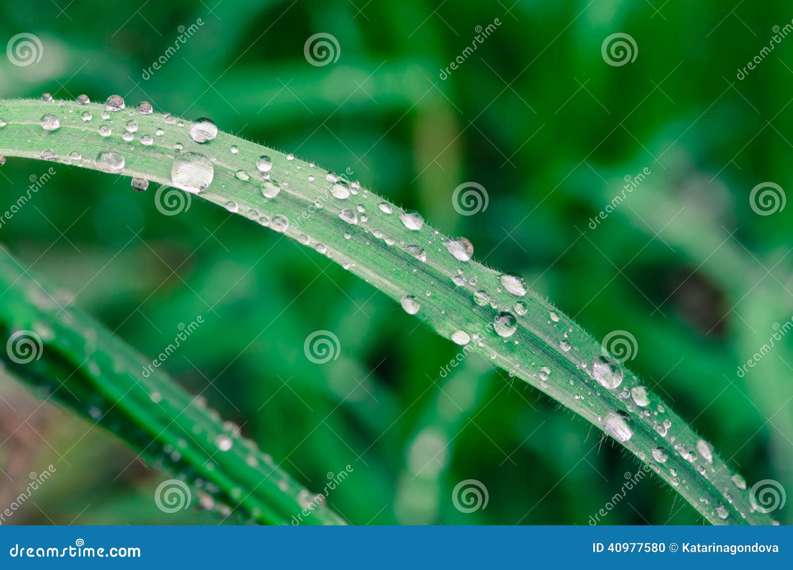 Waterdrop на траве. Падение воды на детали зеленой травы