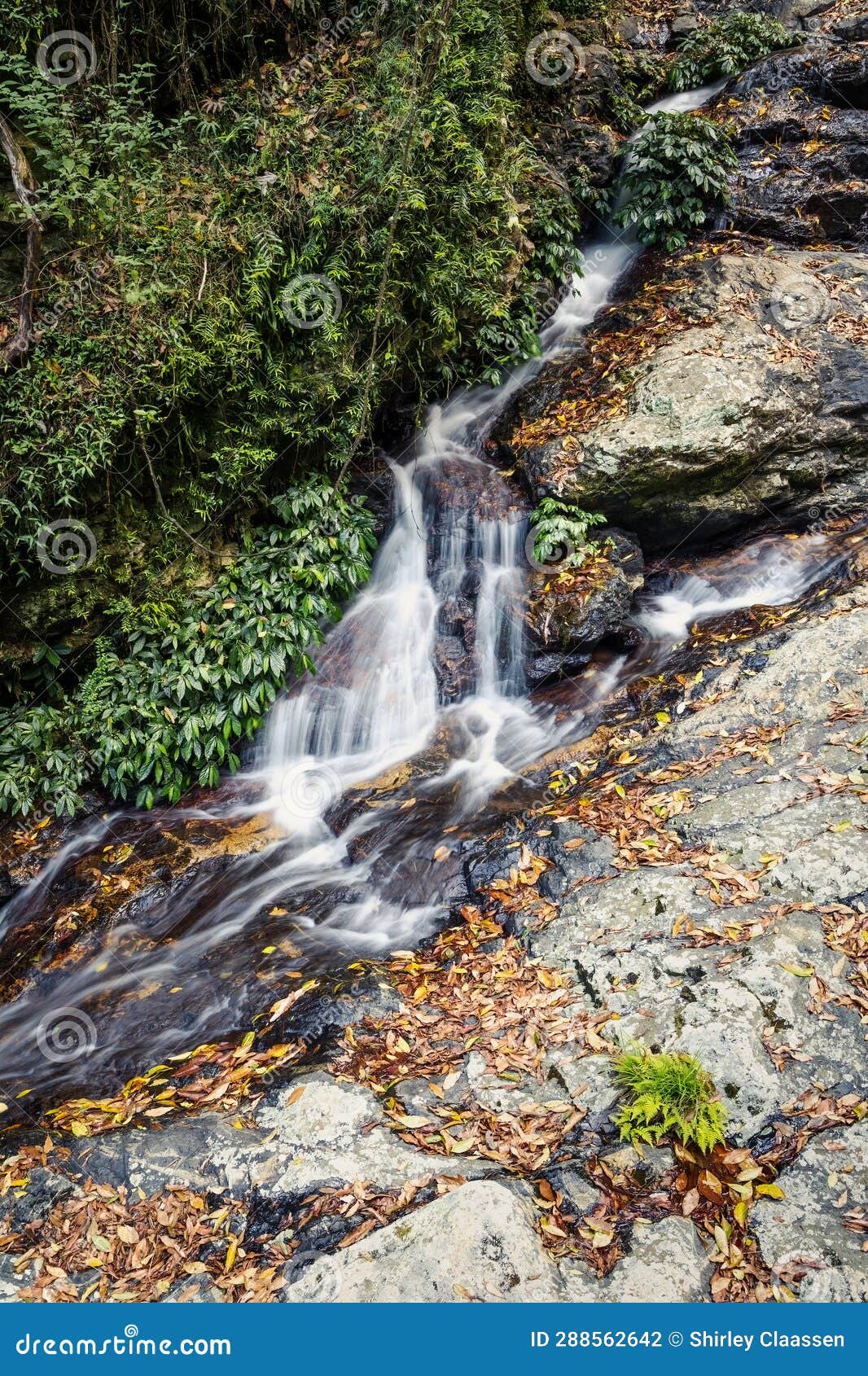 a waterfall cascading over a rock face in a temperate rainforest