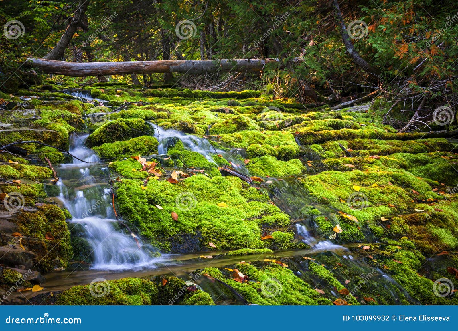 Waterfall Over Mossy Rocks Stock Photo Image Of Gaspesie 103099932