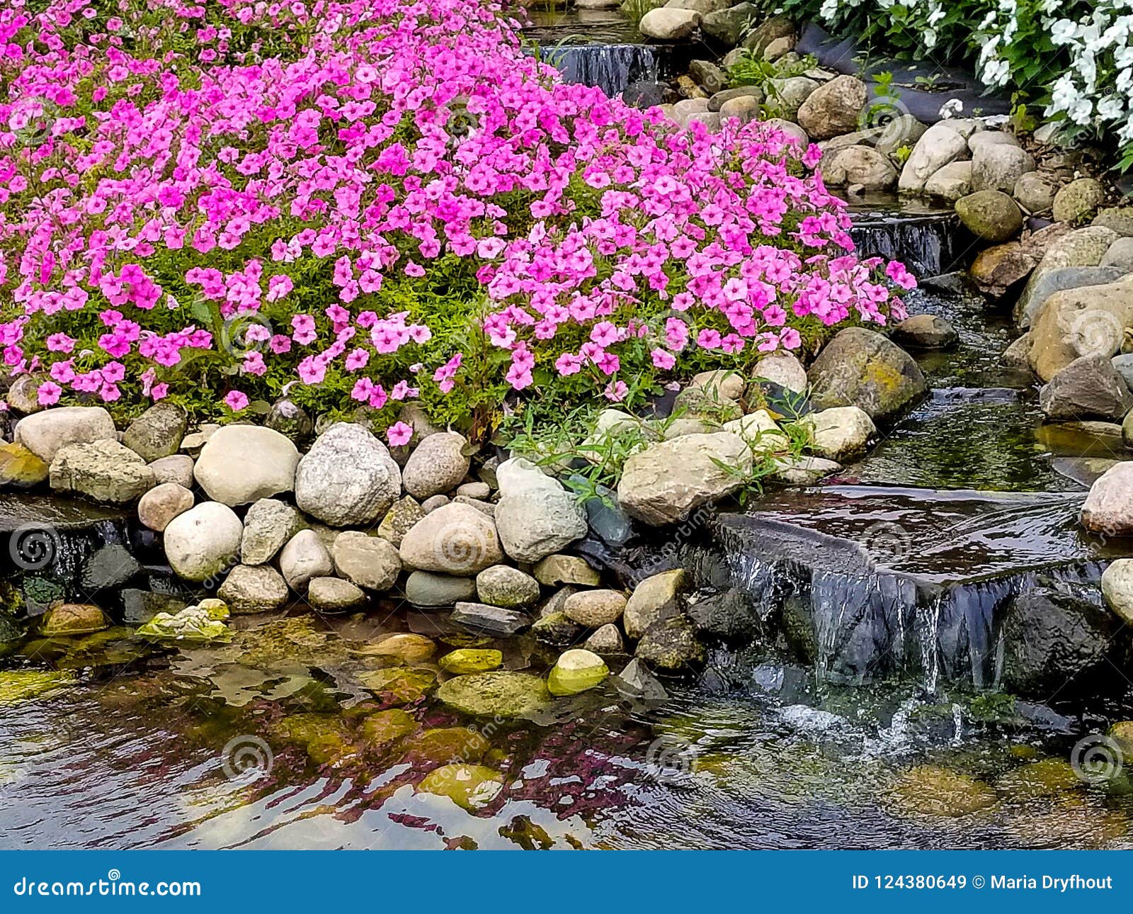 Waterfall and Petunias in Rock Garden Stock Image - Image of vivid ...