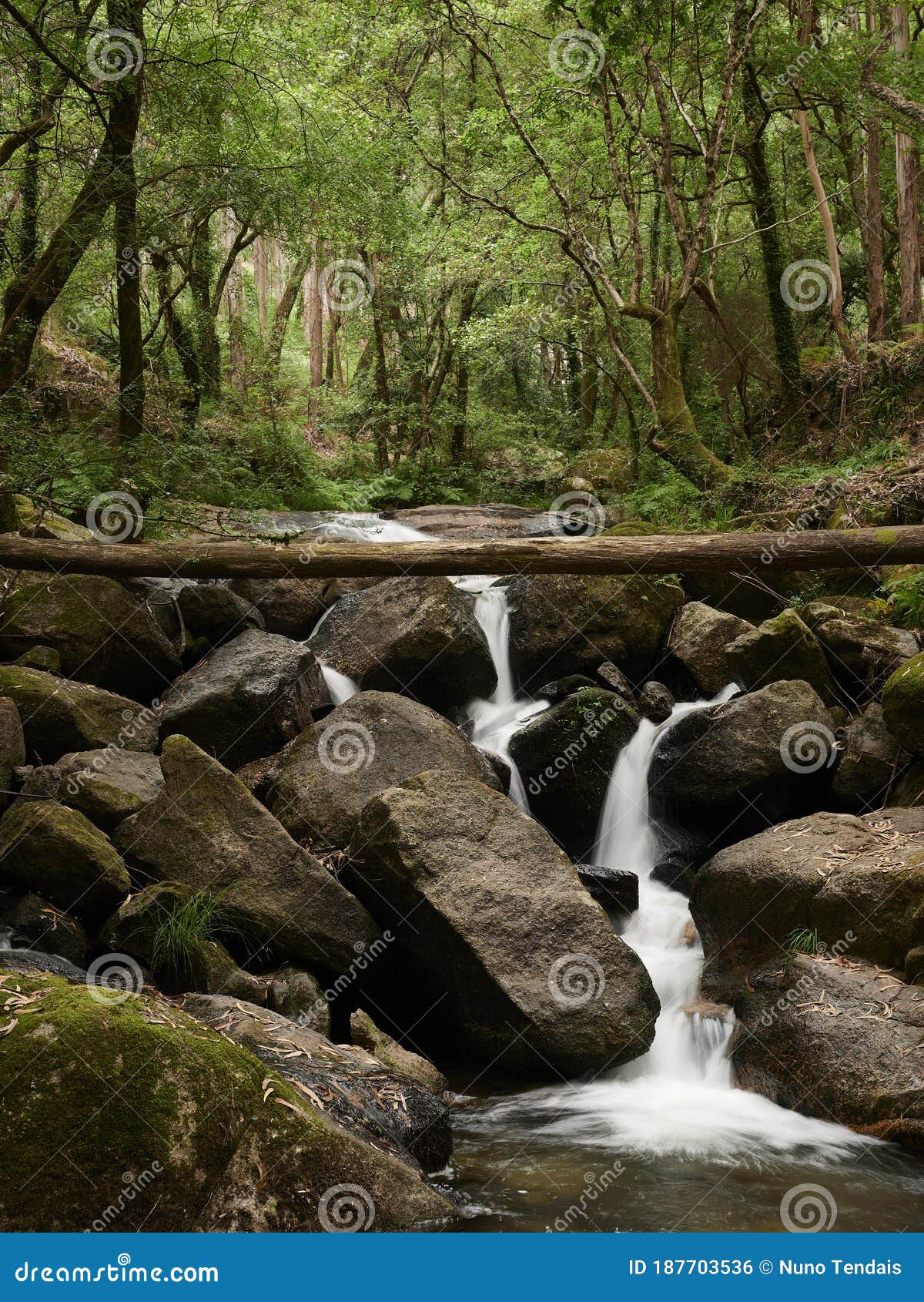 waterfall of river leÃÂ§a in the woods of monte cordova