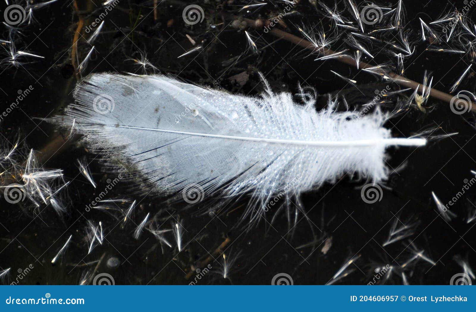 Waterfowl Feathers on the Water Stock Image Image of color, detail