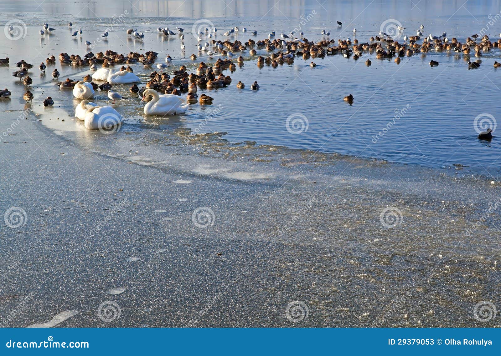 waterfowl on frozen lake