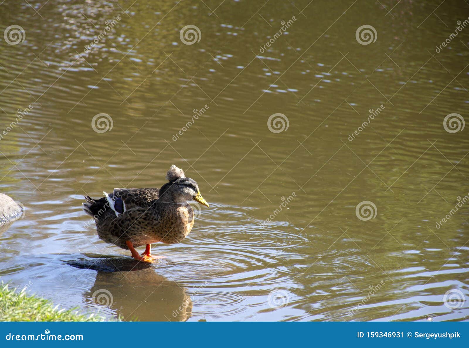 Waterfowl in the wild stock image. Image of nature, park 159346931