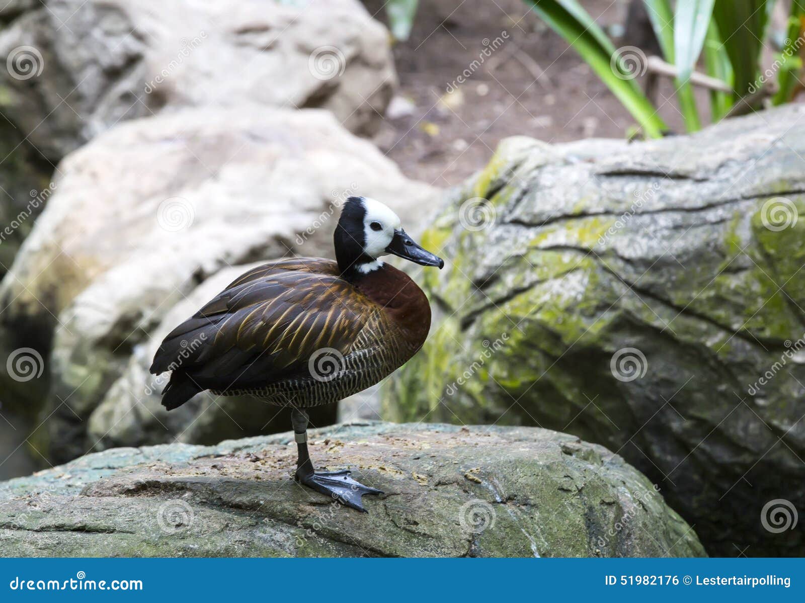 Waterfowl stock photo. Image of stream, river, discors 51982176