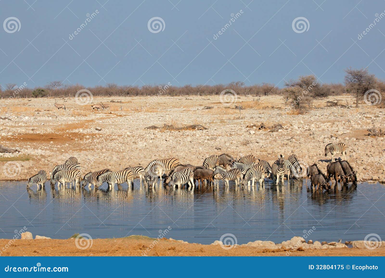 Waterhole de Etosha. Cebras y ñu azul que recolectan en un waterhole, parque nacional de Etosha, Namibia de los llanos