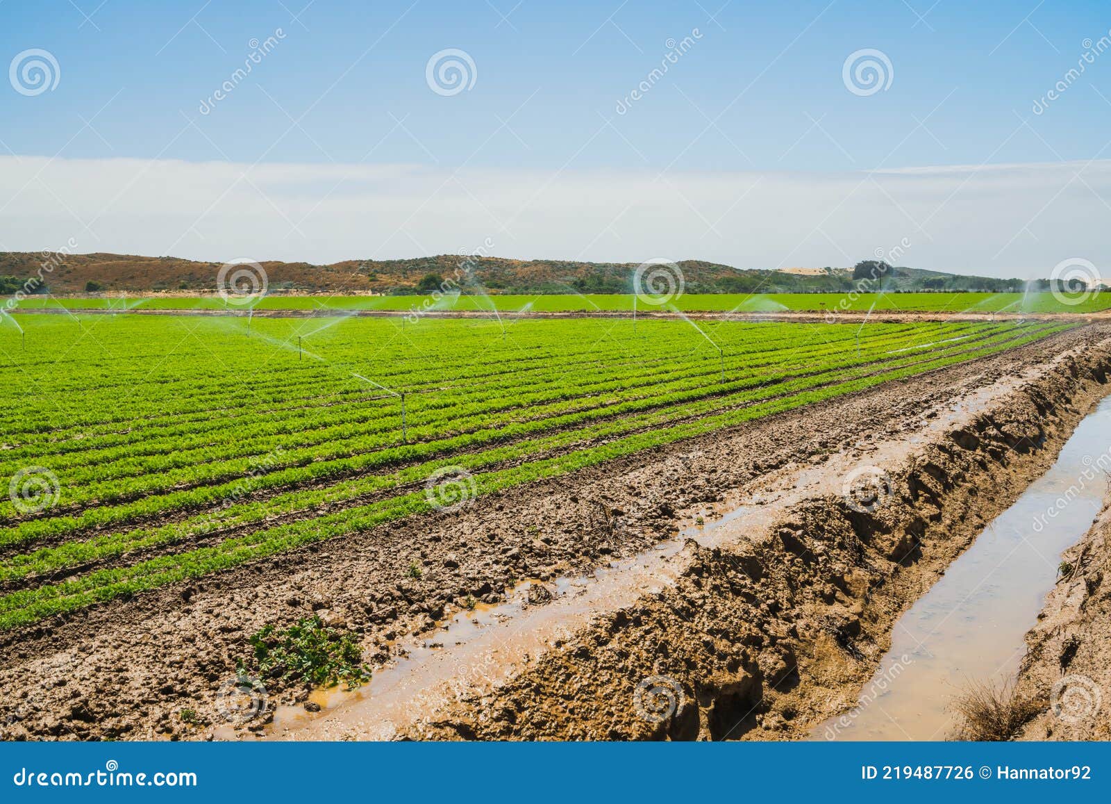 Watering Agricultural Field With Young Plants. Irrigation System In