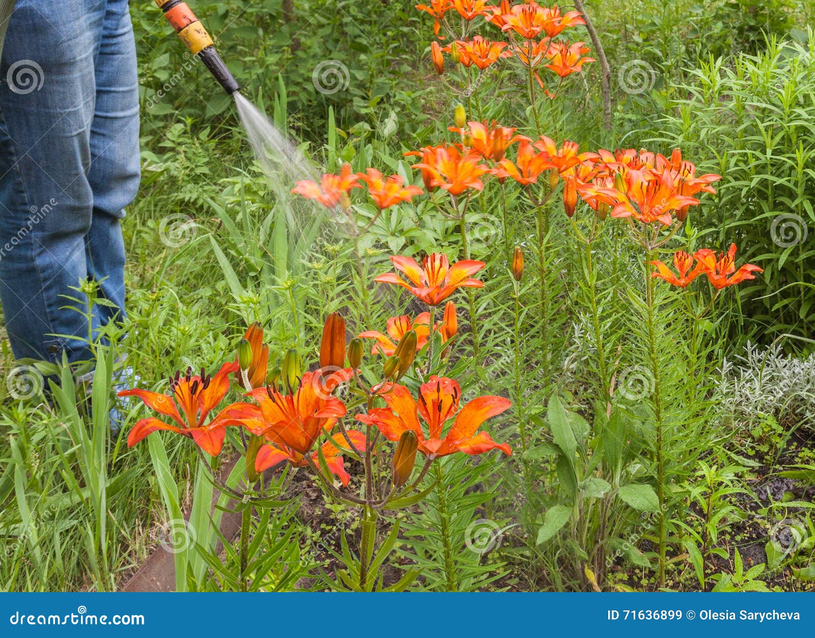 Watering blooming lilies stock image. Image of nature 71636899