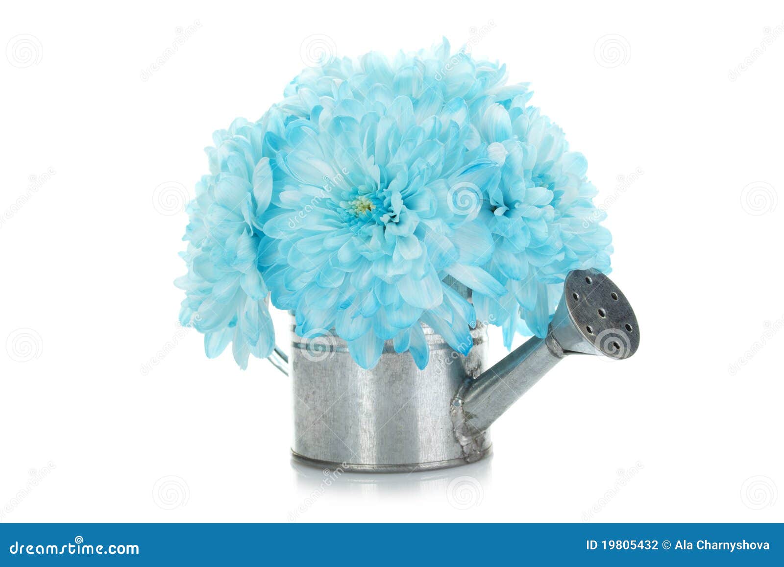 Watering Can with Blue Flowers Stock Photo Image of bouquet, gardening 19805432