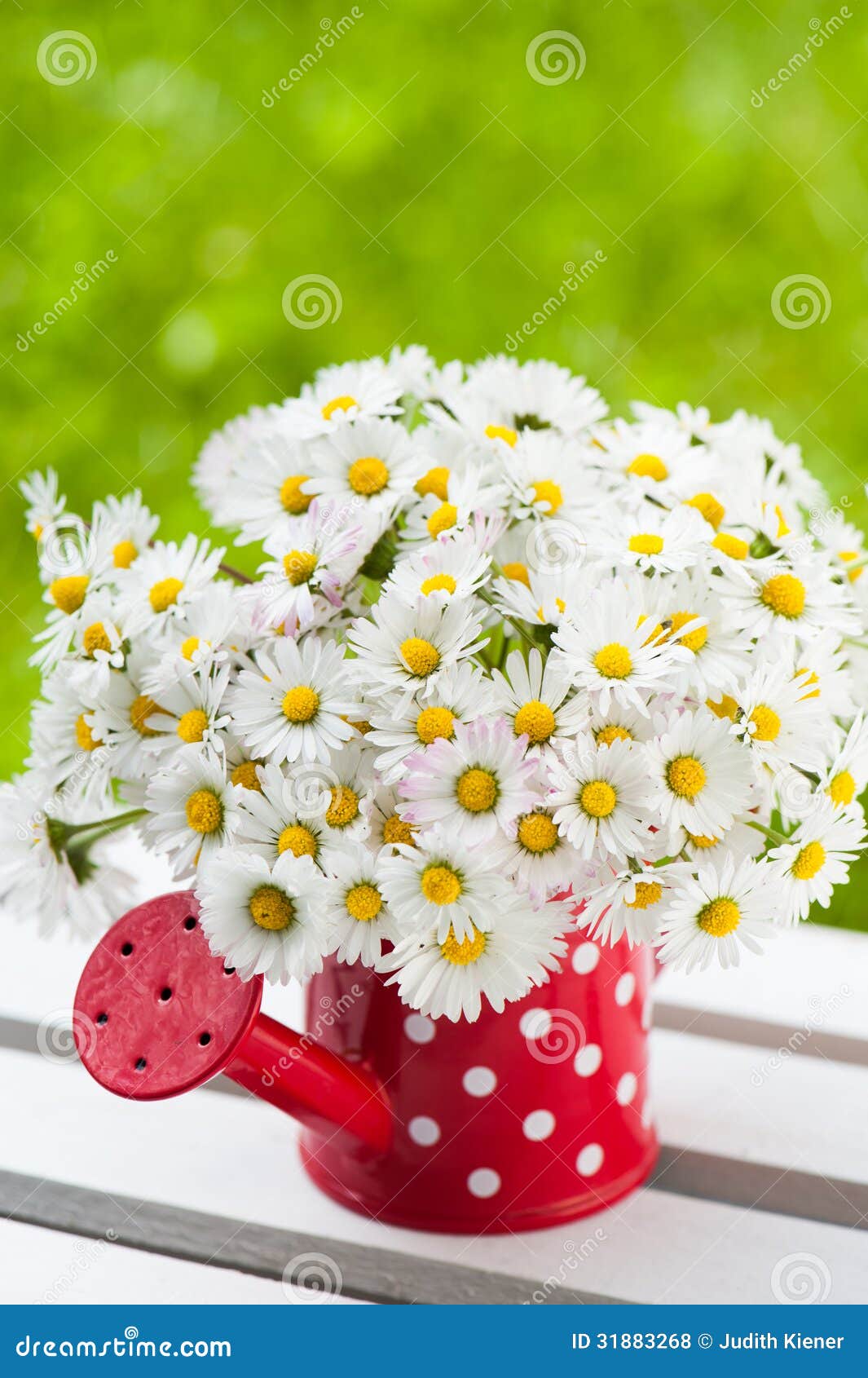 Watering can with daisies stock photo. Image of nature 31883268