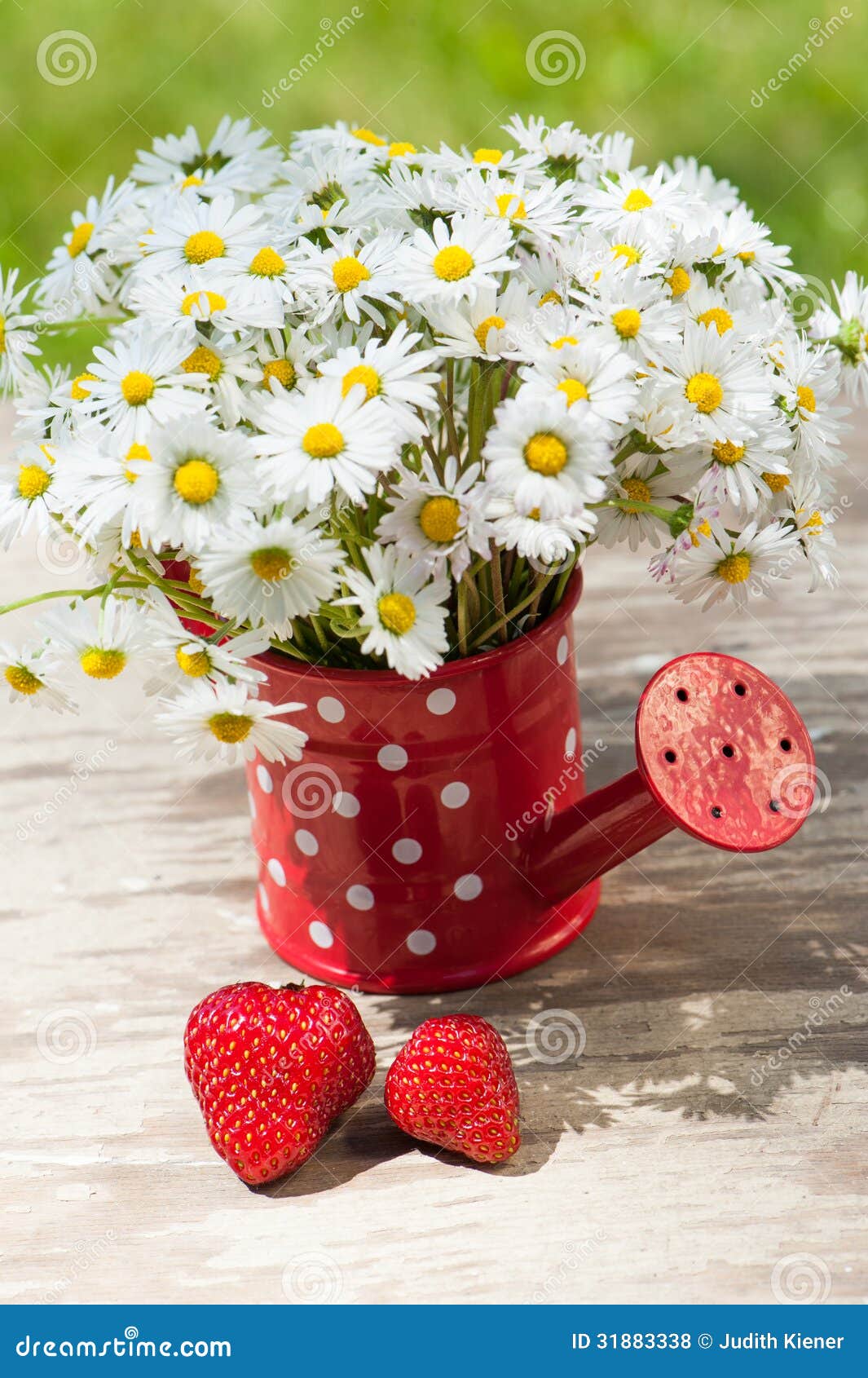Watering can with daisies stock photo. Image of dots 31883338