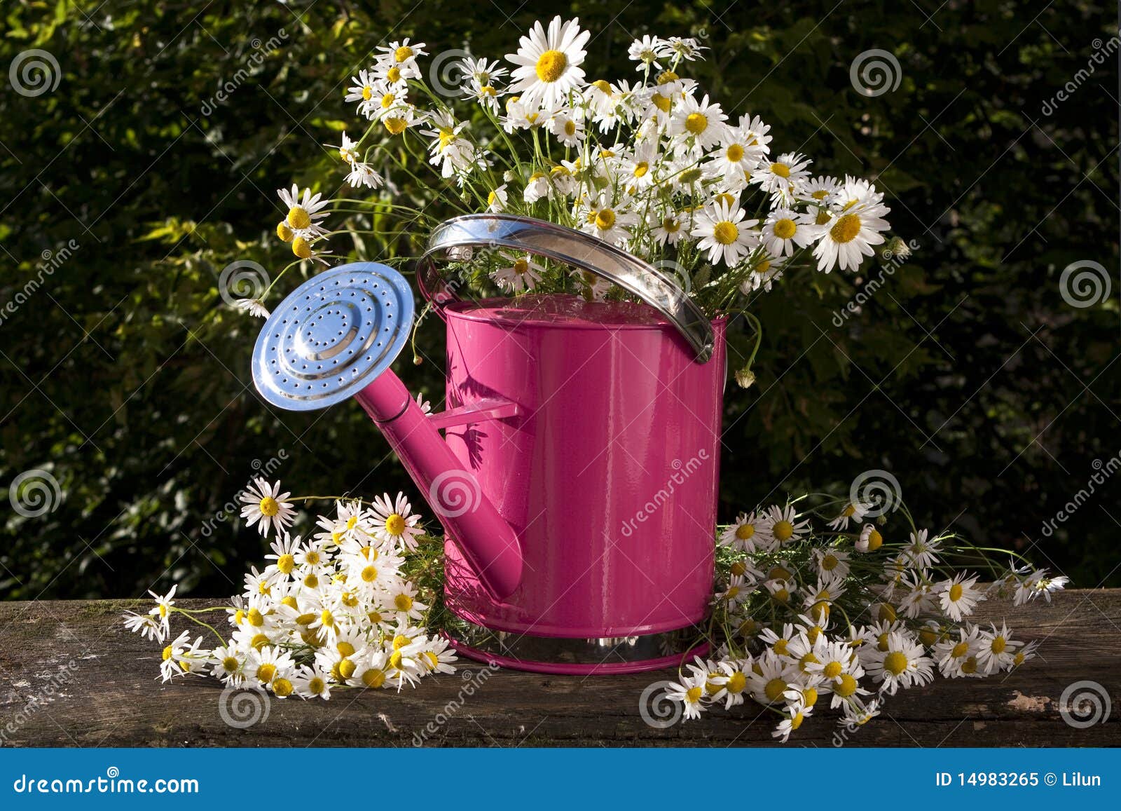 Watering can for flowers stock image. Image of gardening - 14983265