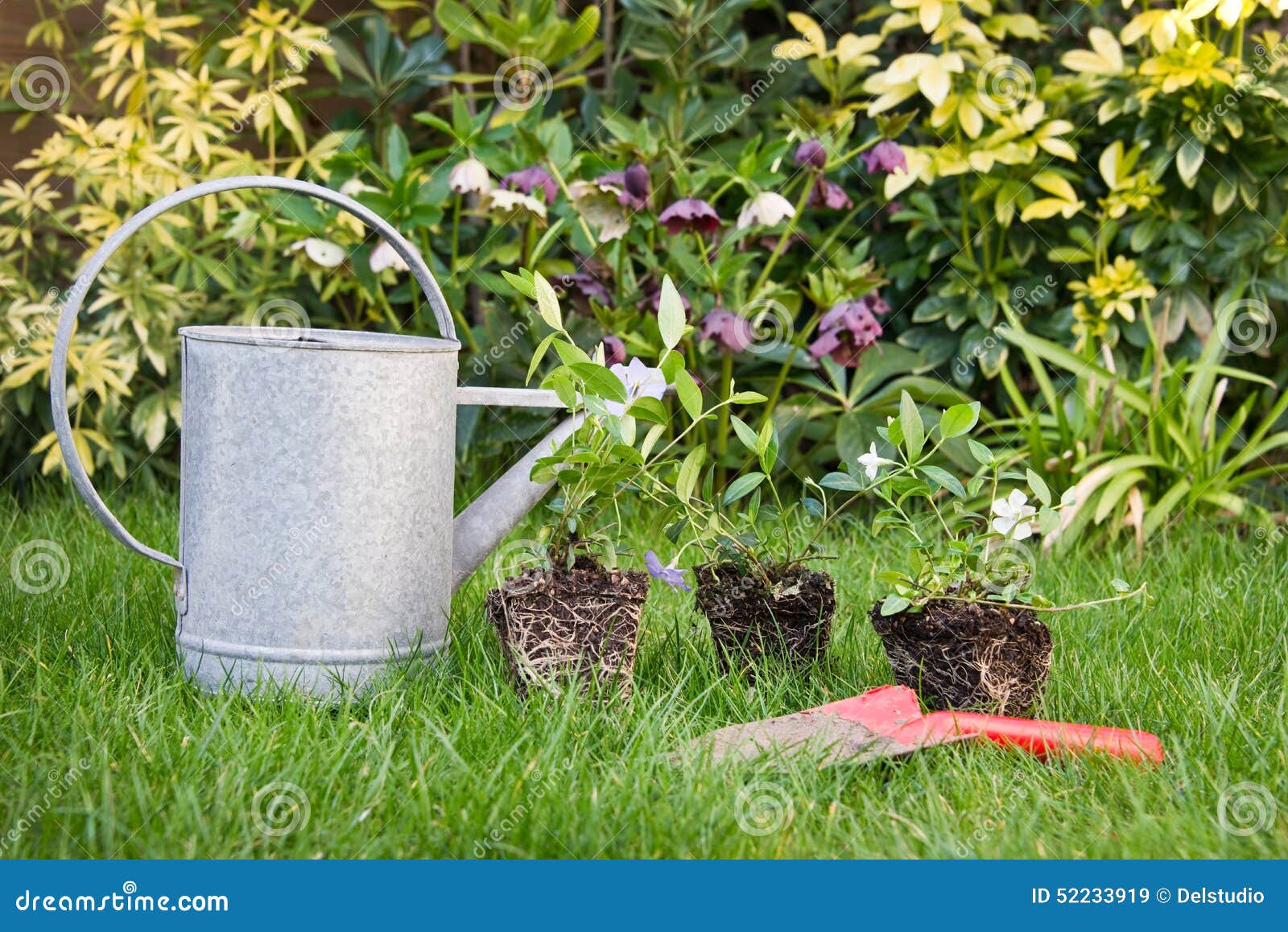 Watering can and flowers stock image. Image of garden 52233919