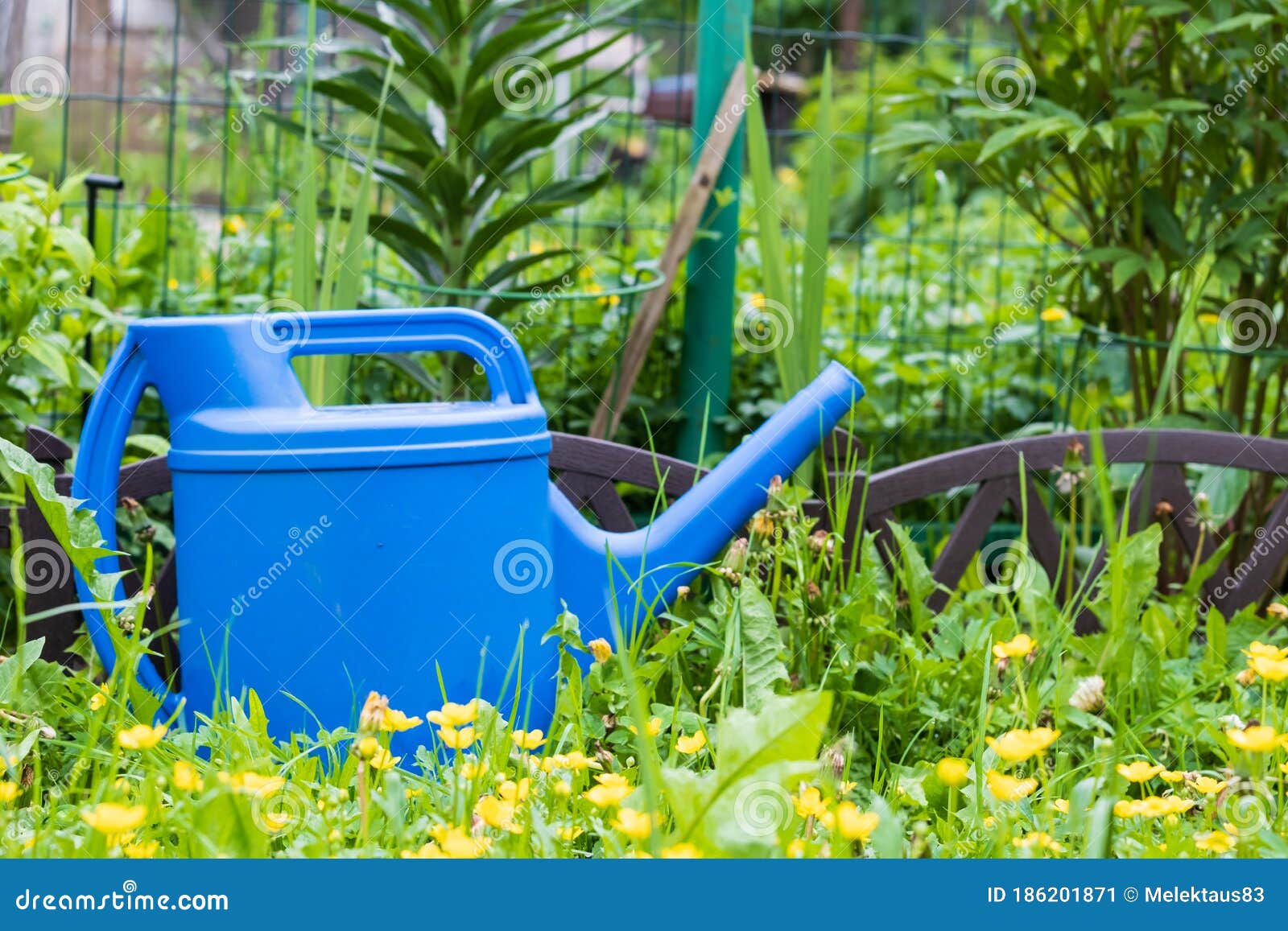 Watering Can on Green Grass in the Garden Stock Image Image of nature