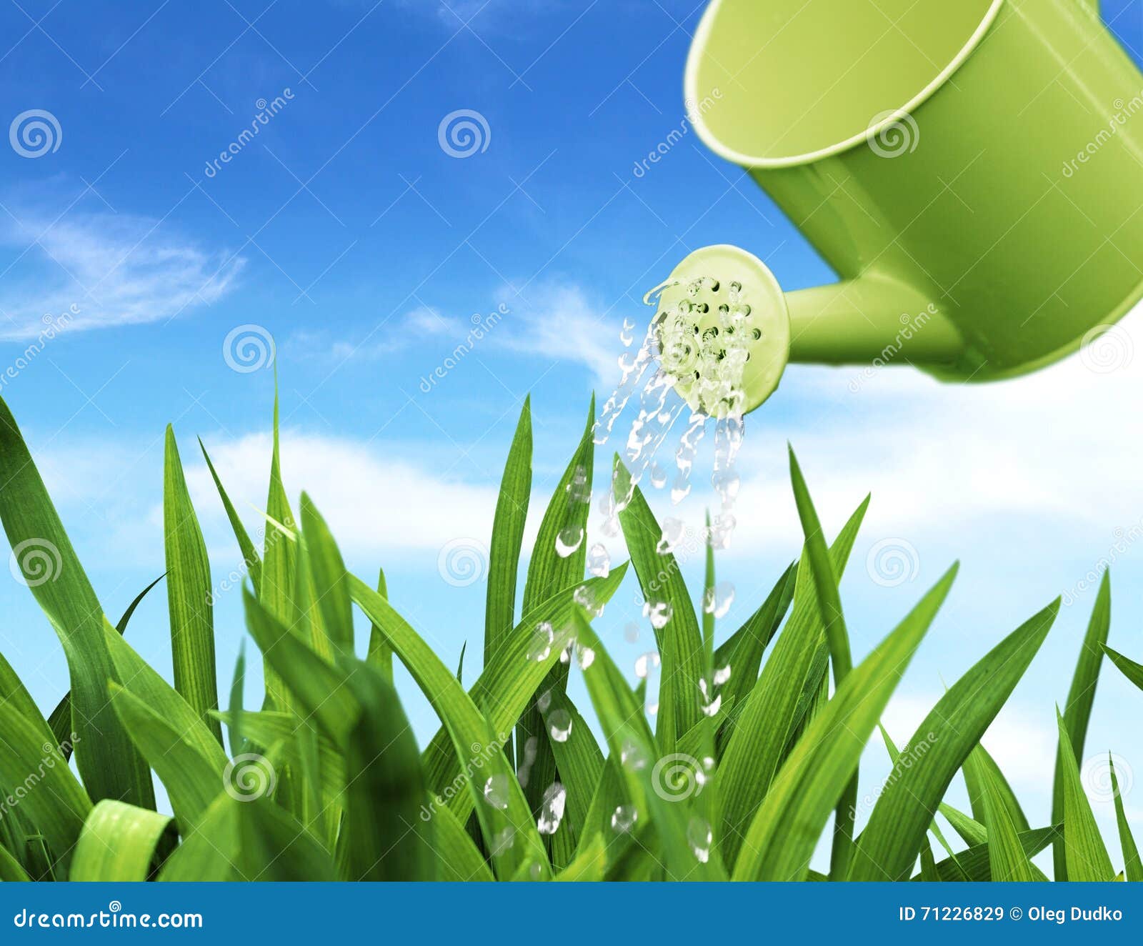 Watering Can stock image. Image of gardening, green, growth 71226829