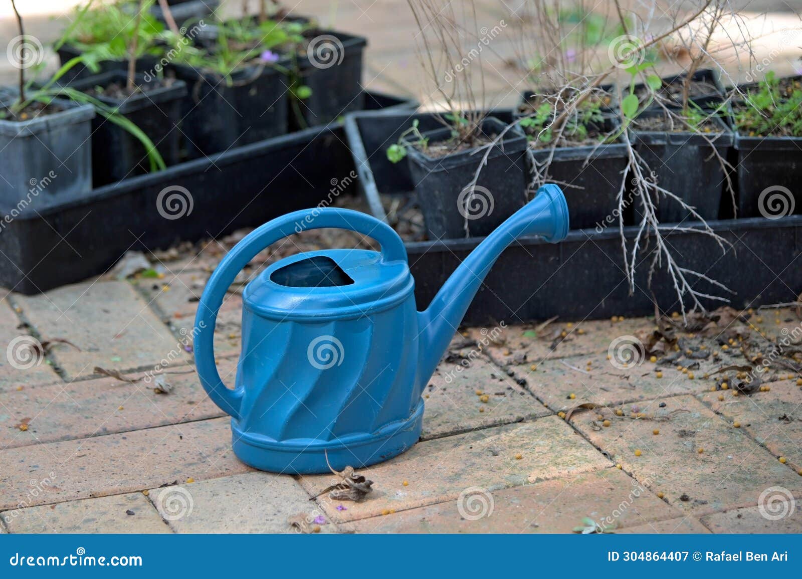 watering can and new trees on tu bishvat jewish holiday