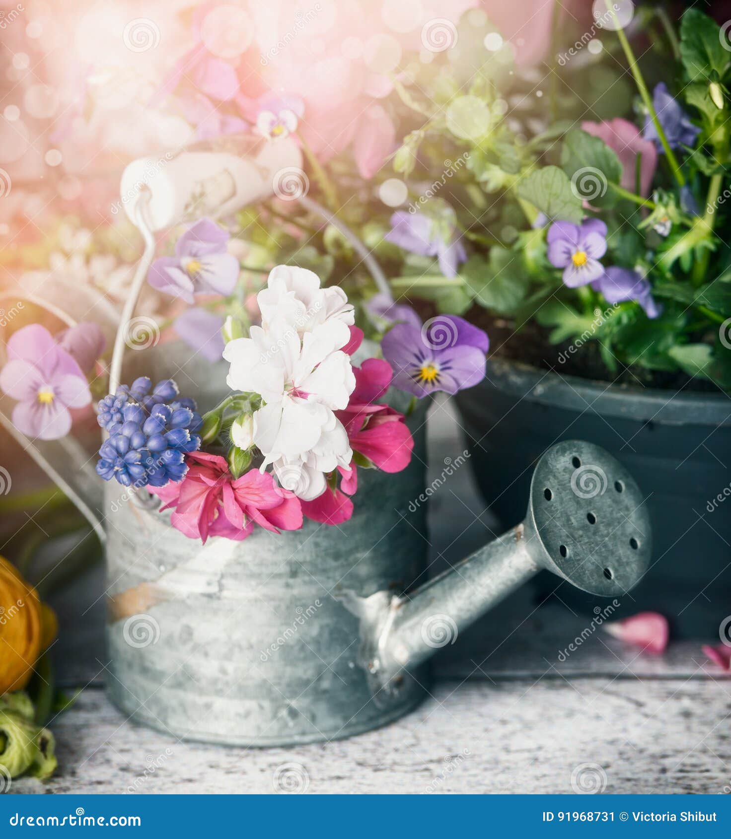 Watering Can with Plants and Flowers on Garden Table , Front View Stock Image Image of vintage
