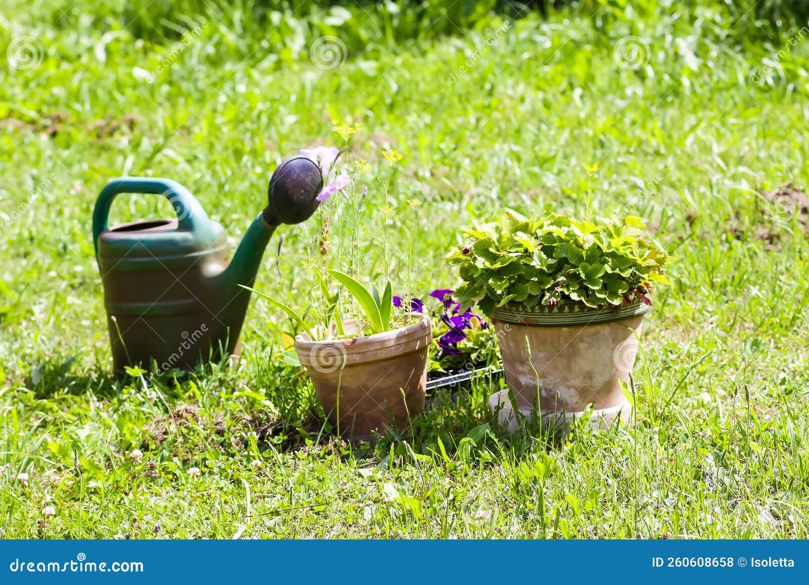 Watering Can and Potted Plants Outdoors Stock Photo Image of green