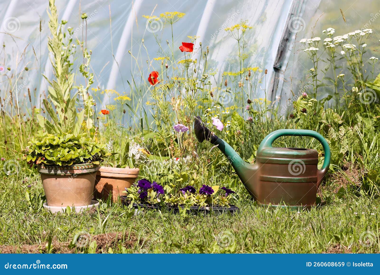 Watering Can and Potted Plants Outdoors Stock Image Image of flower