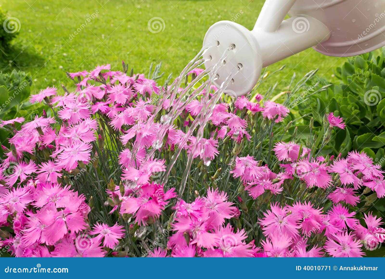 Watering Can Pouring Water on the Flowers Stock Image Image of nature
