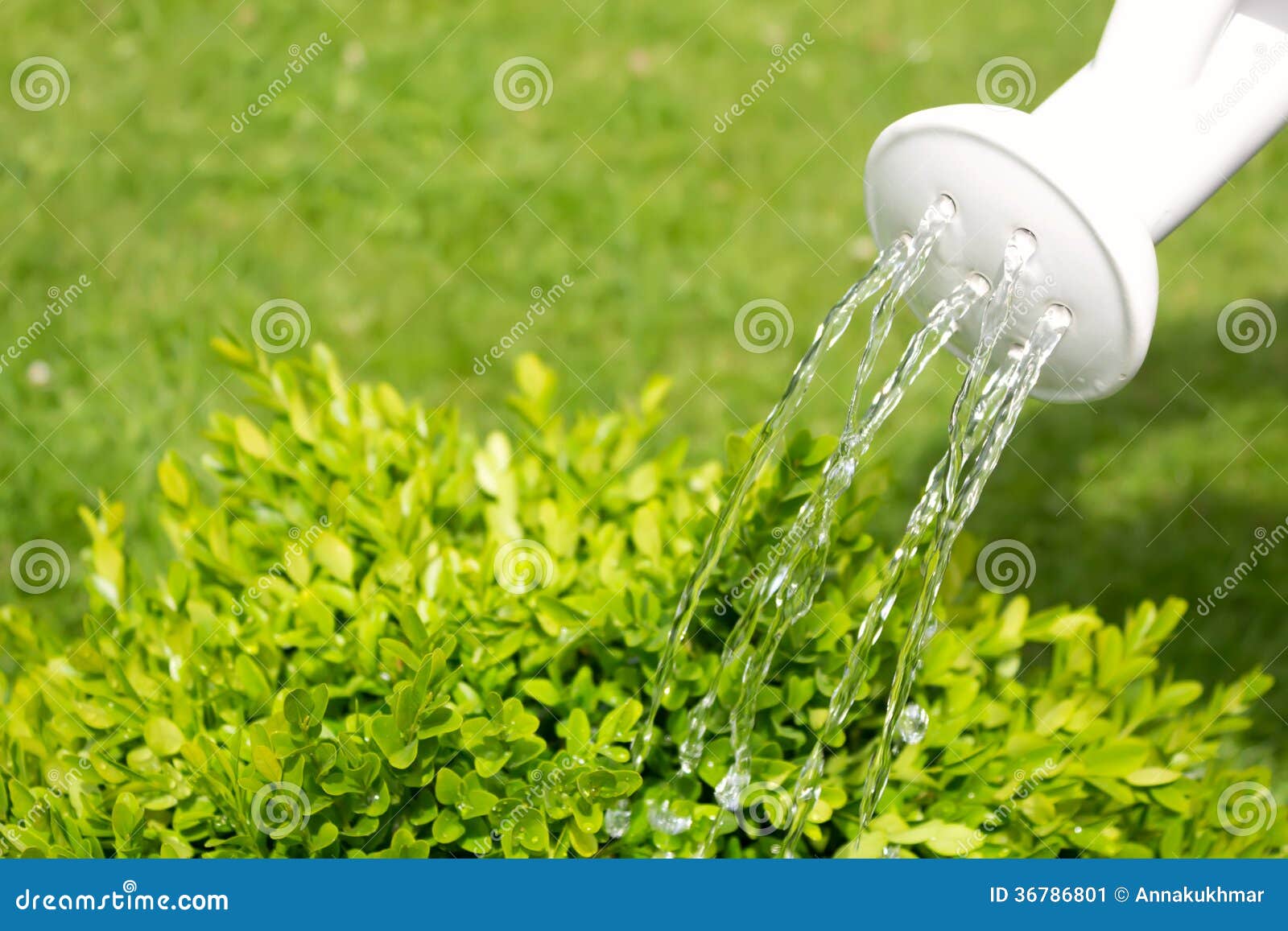 Watering Can Pouring Water on the Grass. Stock Image Image of