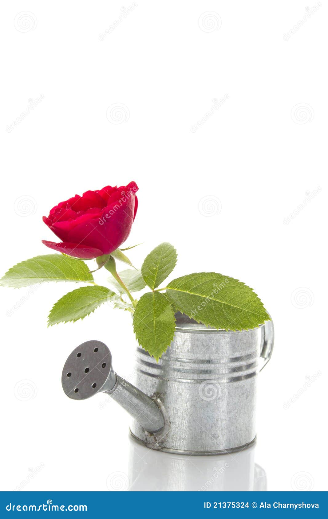 Watering can with red rose stock photo. Image of gardening 21375324