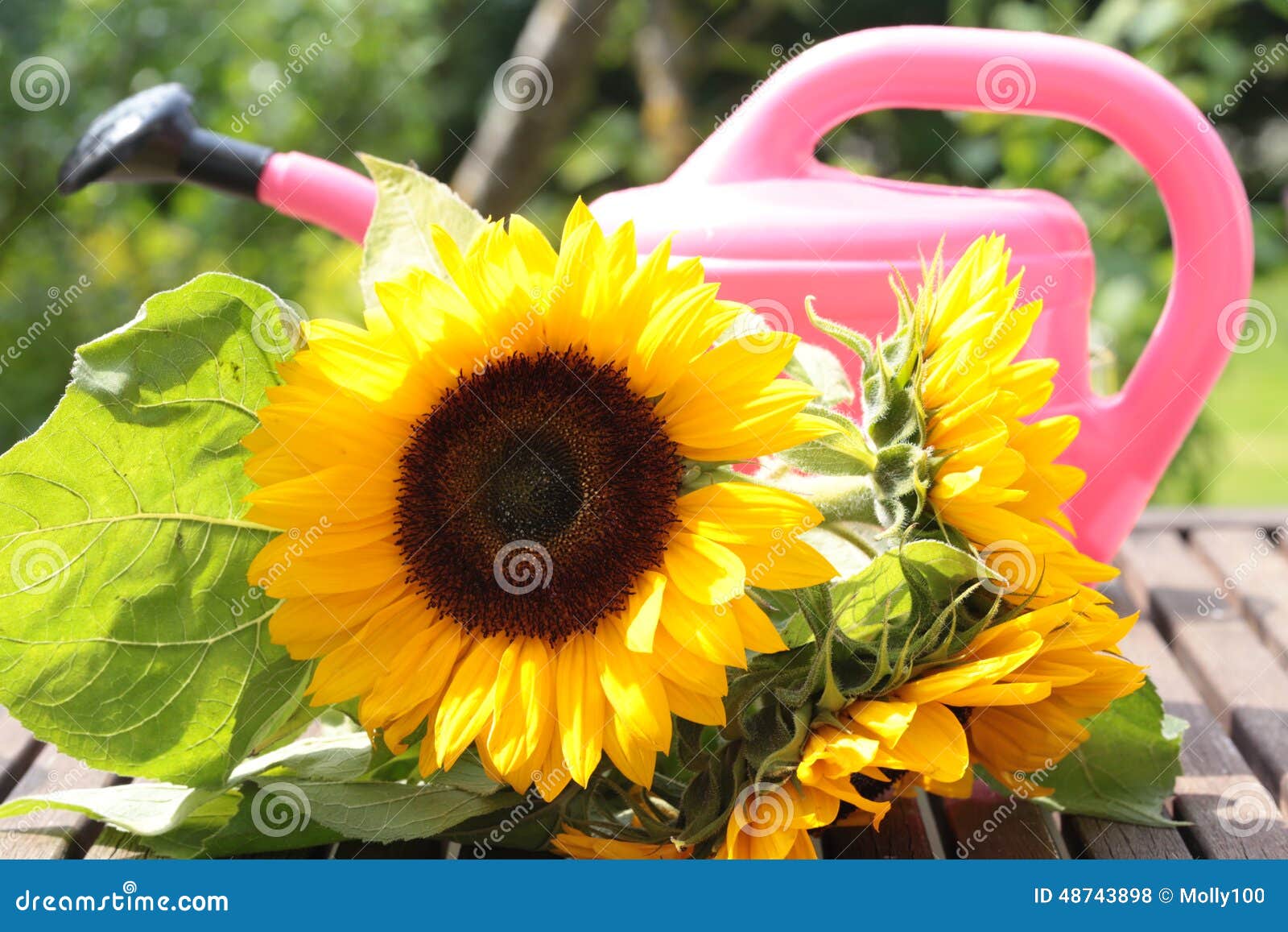 Watering Can with Sunflower Stock Photo Image of sunflower, table
