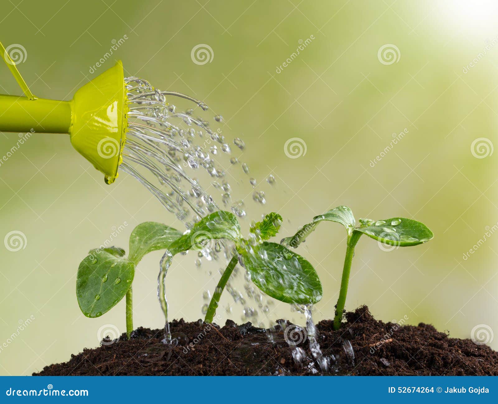 Watering Can Watering Young Plants Stock Photo Image of cultivated, dirt 52674264