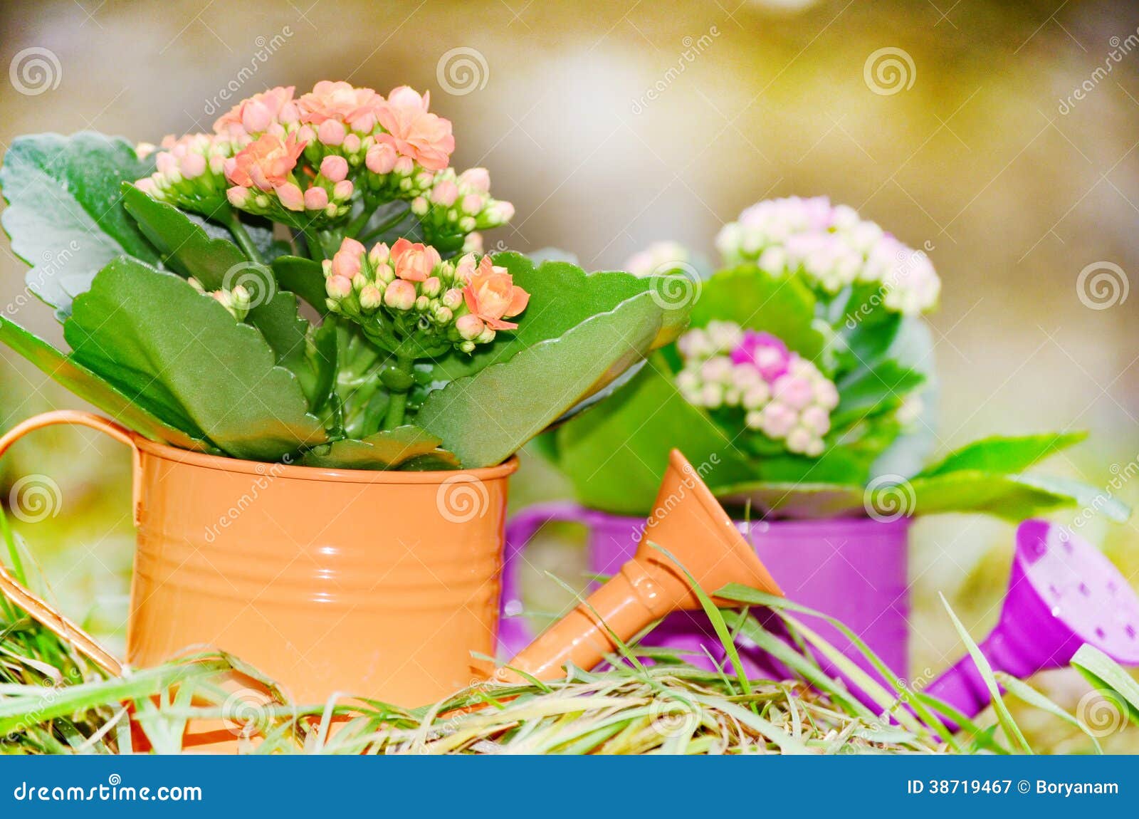 Watering Cans with Colorful Flowers Stock Image Image of background