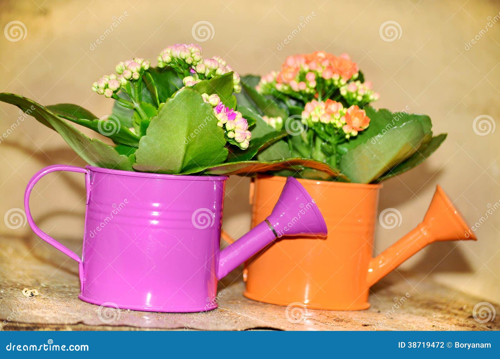 Watering Cans with Colorful Flowers Stock Photo Image of gift, lily