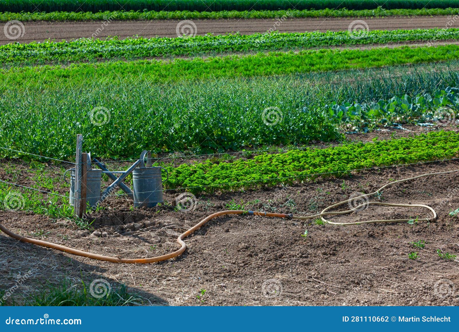 Watering Cans and Water Hoses at a Vegetable Garden Stock Photo Image