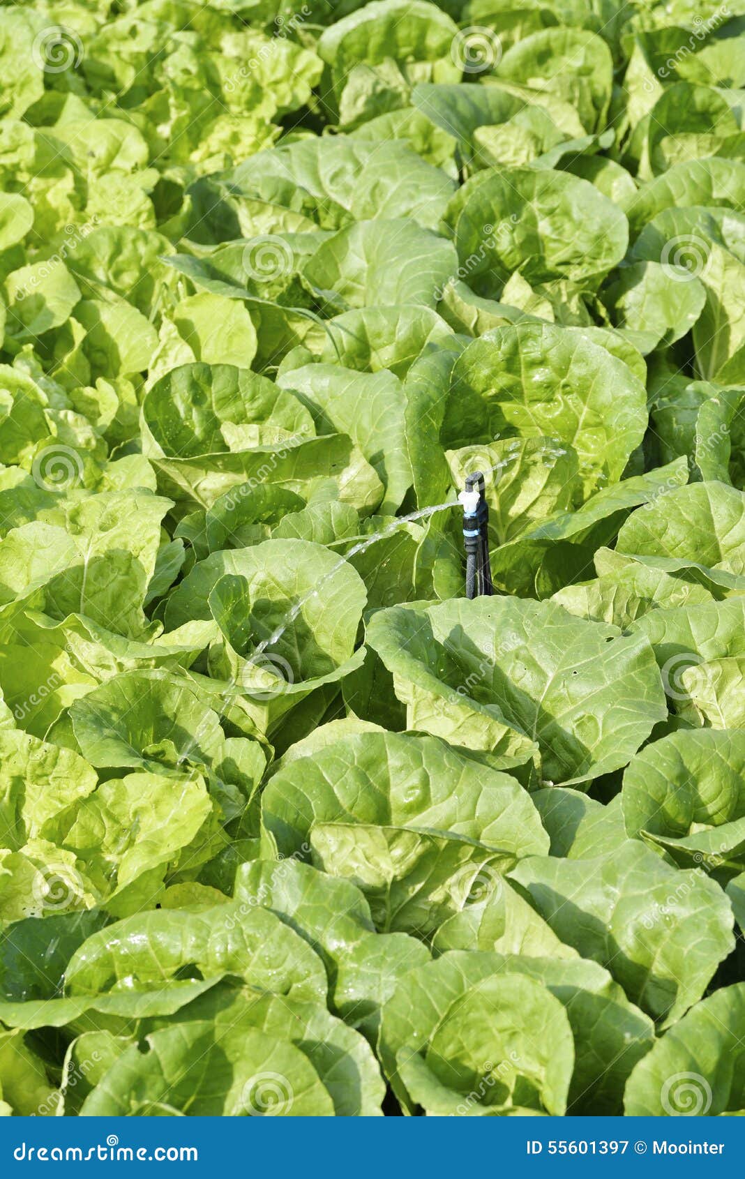 Watering a Field of Cos Lettuce. Stock Image Image of agricultural