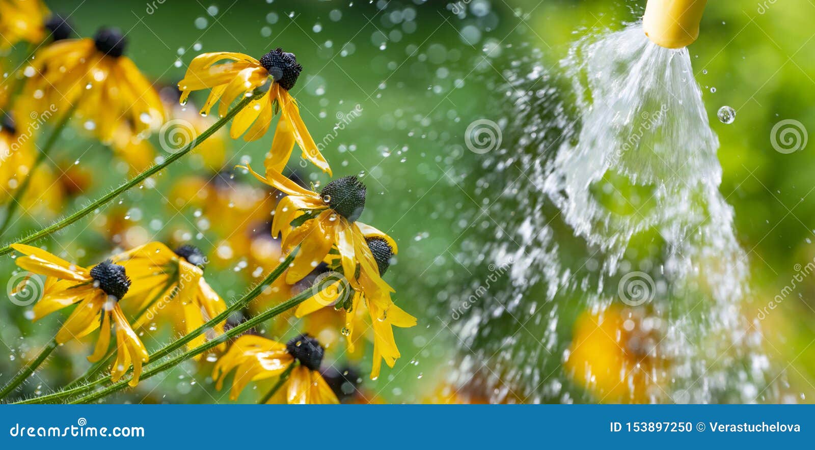 Watering Flower in the Garden Stock Photo Image of droplets, white