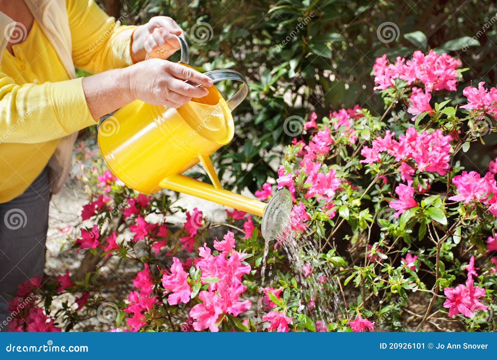 Watering the flowers stock image. Image of outdoors, watering 20926101