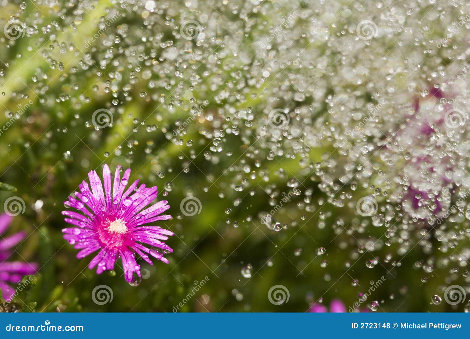 Watering flowers stock photo. Image of background, splash 2723148