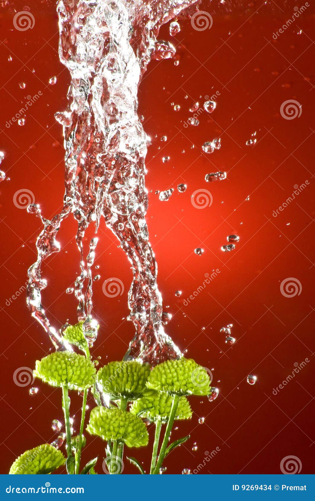 Watering flowers stock photo. Image of capture, cool, pure 9269434