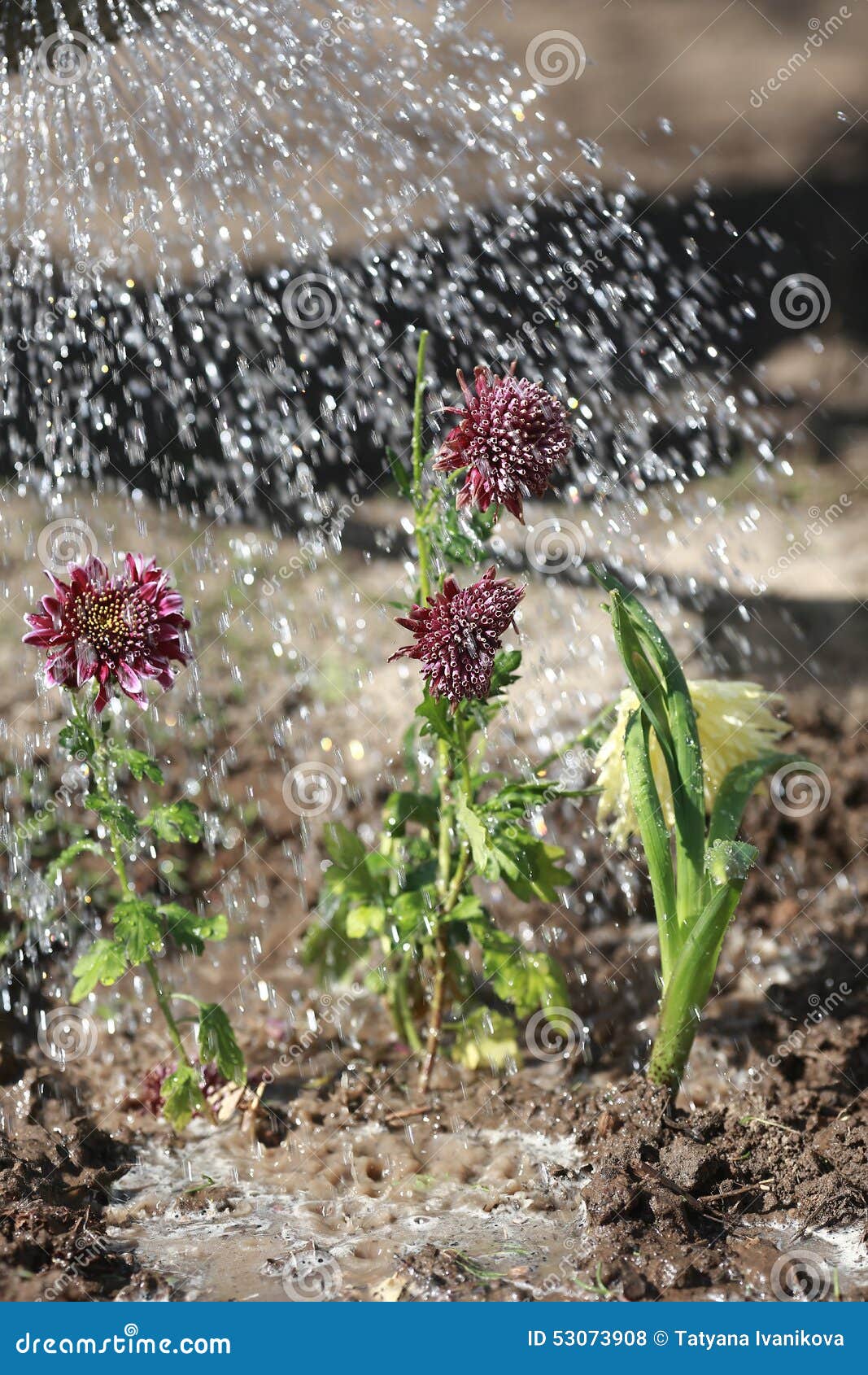 Watering the flowers stock photo. Image of foliage, gardens 53073908