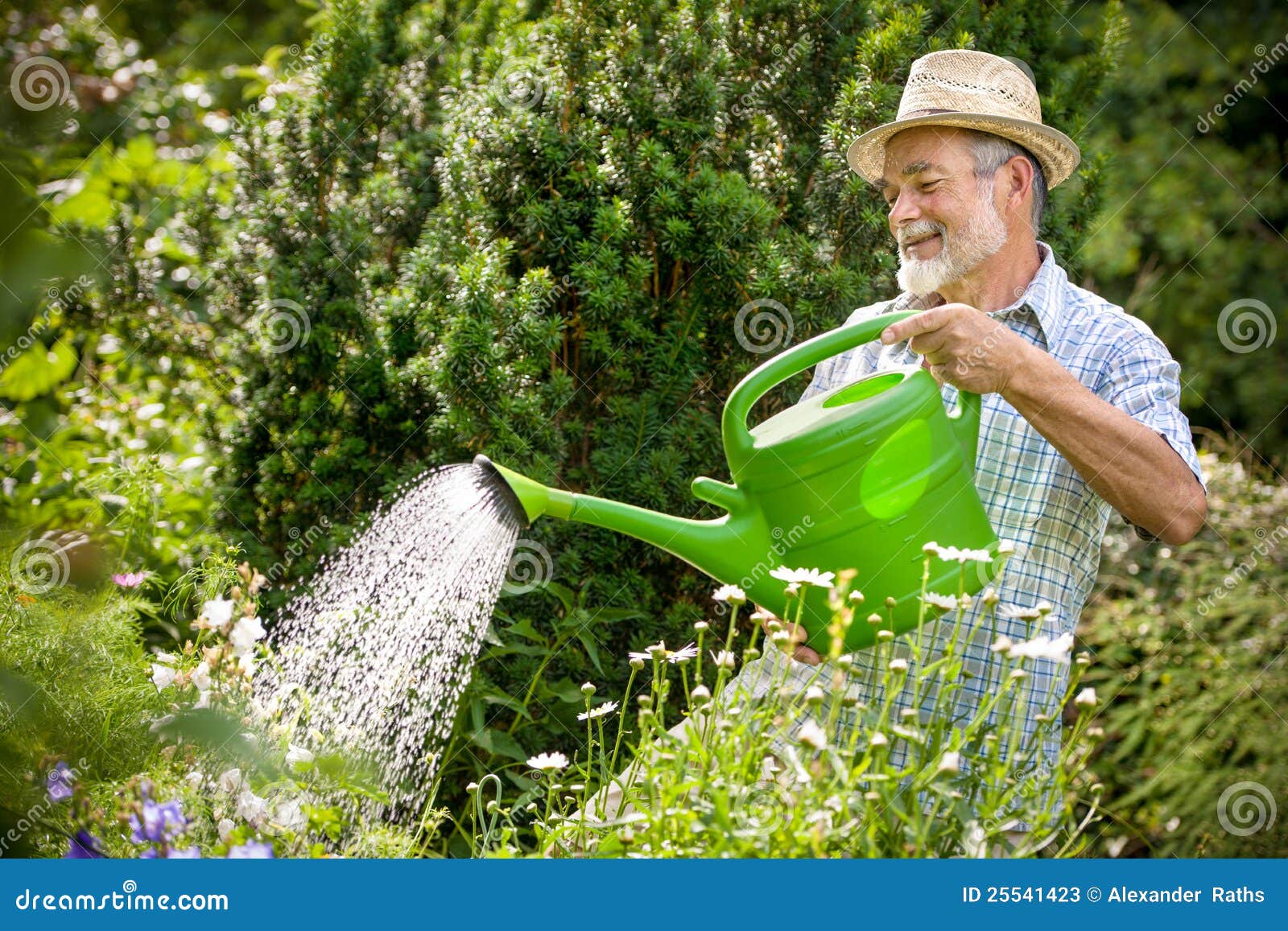 Watering Flowers in the Garden Stock Image Image of growth, growing