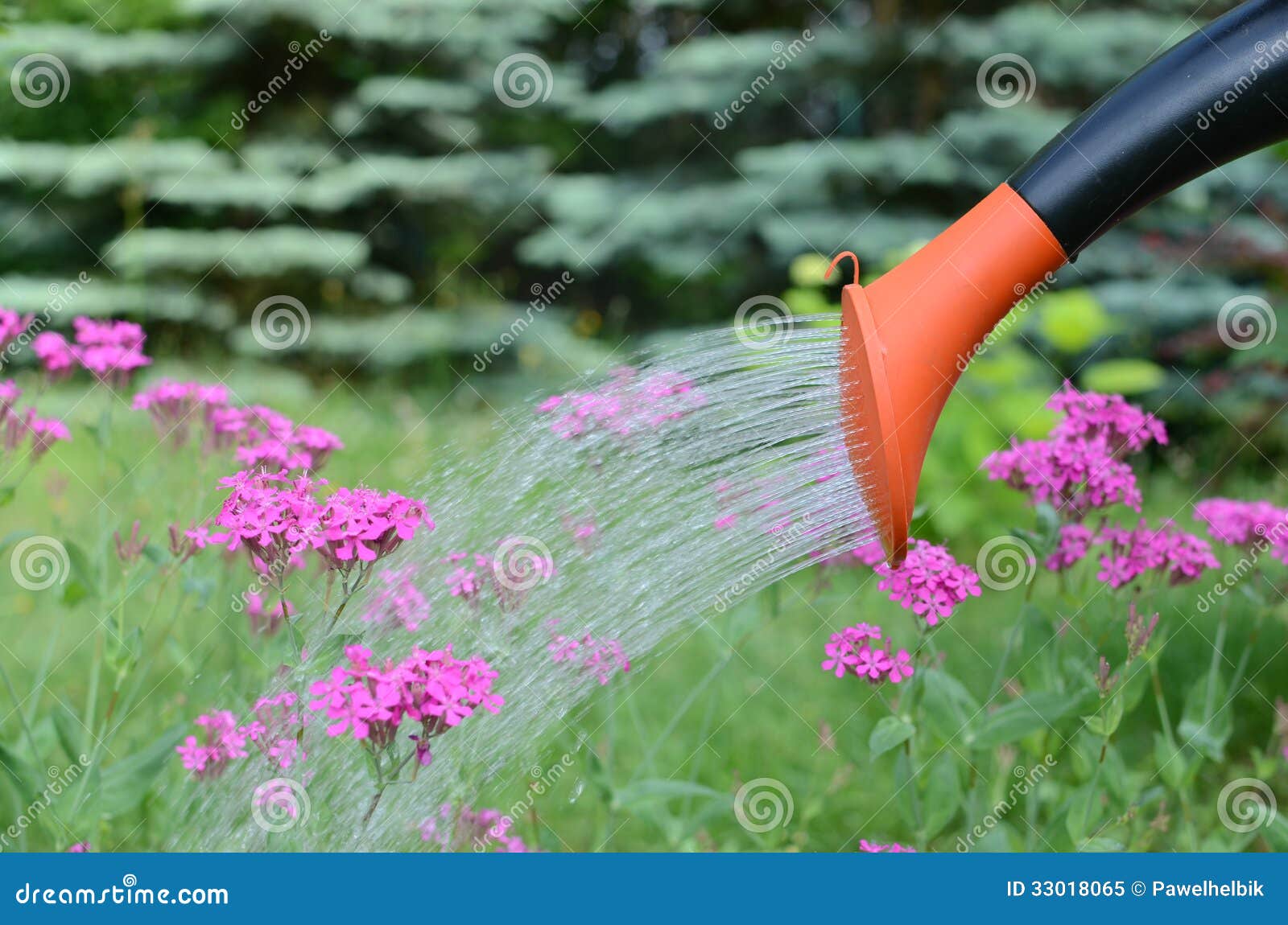 Watering Flowers in the Garden Stock Image Image of flower, gardening